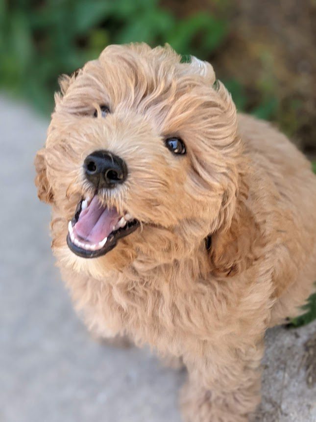 IMG_0113 The Sire - Odin