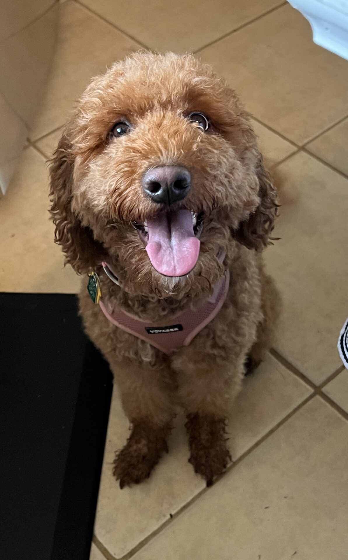 Maggie 2 The Dam - Lily<br />