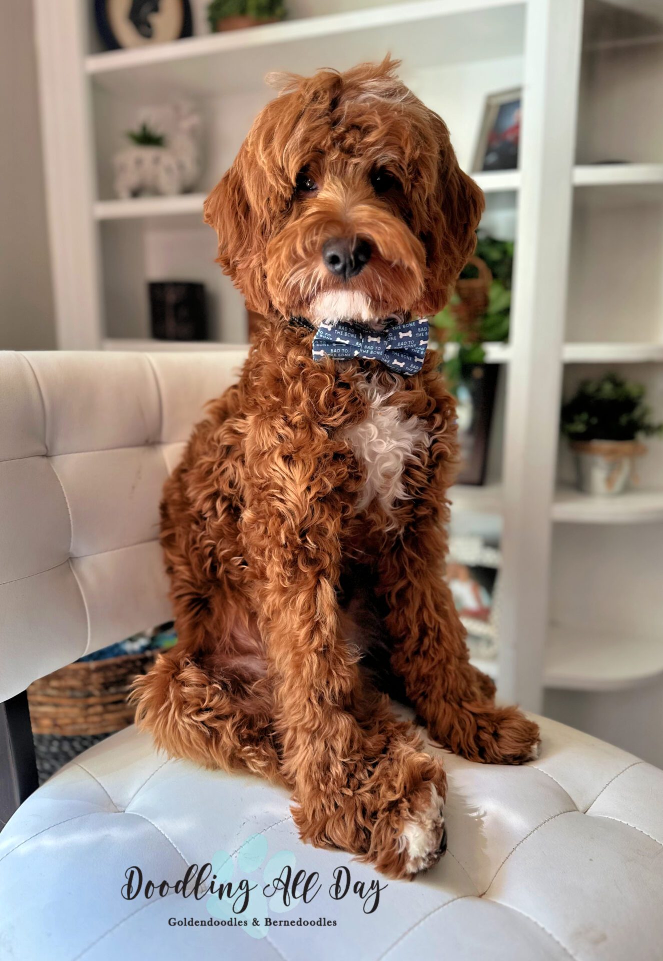 Scout The Sire - Odin