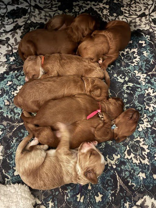 unnamed The Dam - Lily<br />